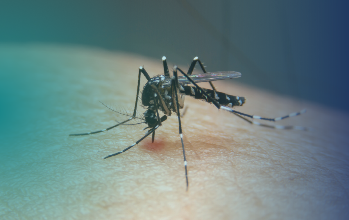 Imagem de um mosquito Aedes aegypti voando próximo à mão de uma pessoa, representando o risco de transmissão da dengue.